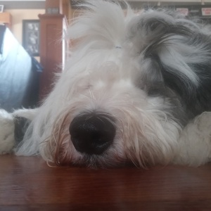 Fundraising Page: Alexi Fine